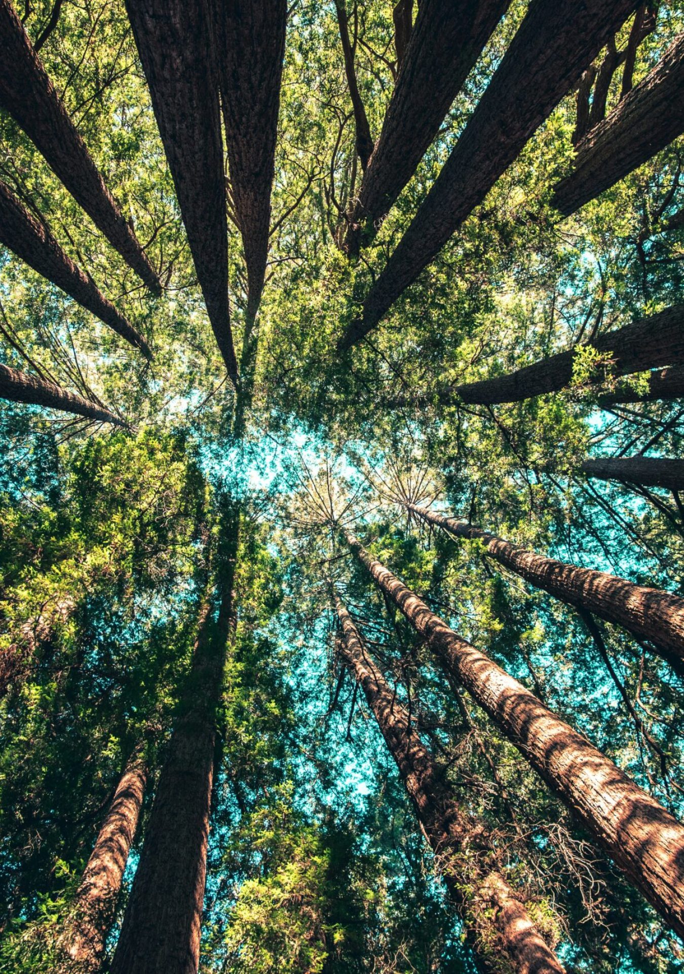 baeume_bC3A4ume_baum_wald_natur_umwelt-unsplash_schzjr